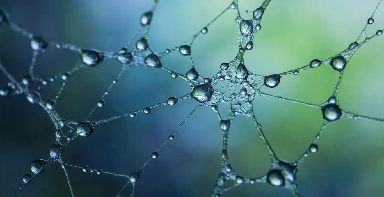 Vue macro de connexions organiques représentant un réseau de liens diversifié et naturel